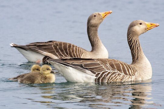 Graugans | &copy; scott - stock.adobe.com