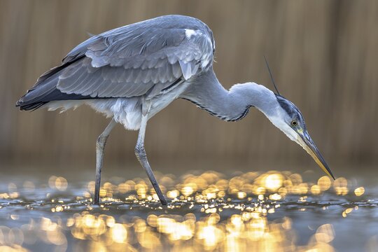 Graureiher | &copy; Rudmer Zwerver- stock.adobe.com