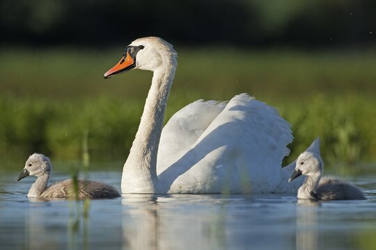 Höckerschwan | &copy; prochym - stock.adobe.com