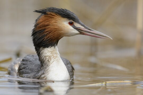 Haubentaucher | &copy; Sebastian Grell - stock.adobe.com