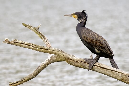 Kormoran | &copy; Jürgen Landshoeft - stock.adobe.com