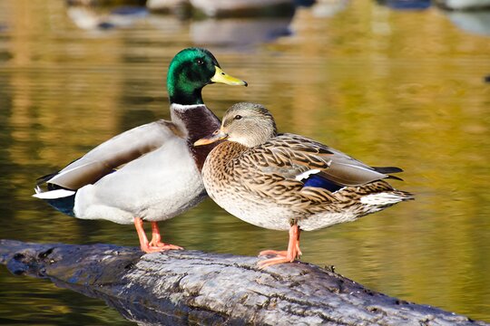 Stockente | &copy; rck - stock.adobe.com