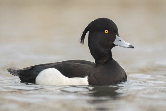 Reiherente | &copy; Micha Trillhaase - stock.adobe.com