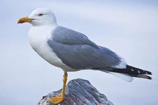 Mittelmeermöwe | &copy; Hans Eder - stock.adobe.com