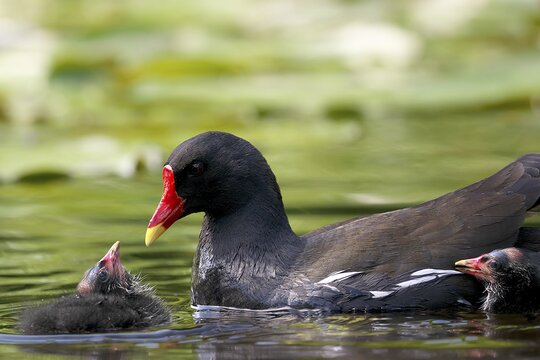 Teichhuhn | &copy; silkehuettche - stock.adobe.com
