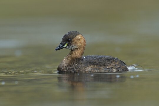 Zwergtaucher | &copy; Dirk Vorbusch - stock.adobe.com