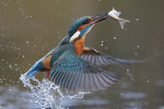Eisvogel (Alcedo atthis) | &copy; Mike Lane - stock.adobe.com