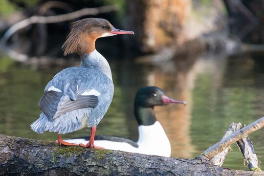 Gänsesäger | &copy; Rockafox - stock.adobe.com