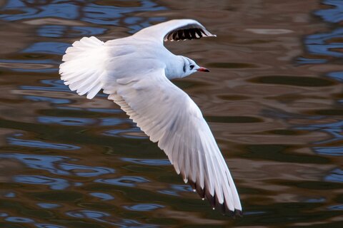 Landeanflug | &copy; Daniel Karmann