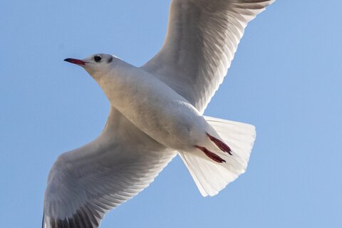 Möwe am Himmel | &copy; Daniel Karmann