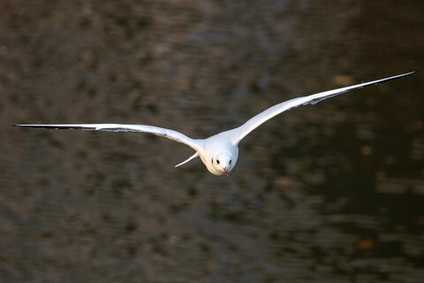 Möwe in eleganter Pose | &copy; Daniel Karmann