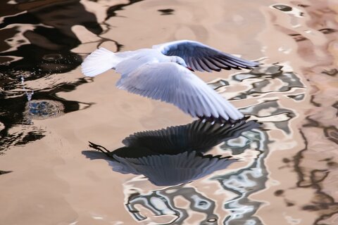 Möwe auf dem Wasser | &copy; Daniel Karmann