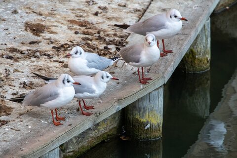 Möwen am Ufer | &copy; Daniel Karmann