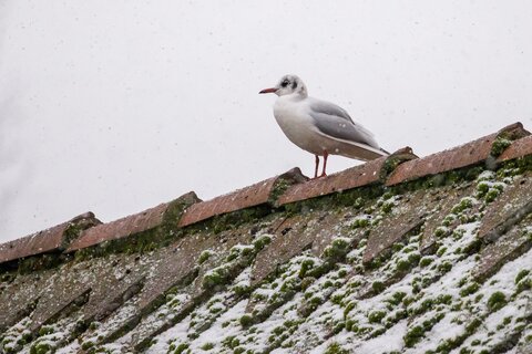 Lachmöwe auf dem Dach | &copy; Daniel Karmann