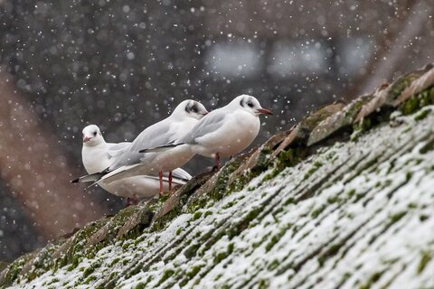 Lachmöwen auf dem Dach im Schnee | &copy; Daniel Karmann