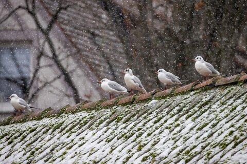 Möwen auf dem Dach | &copy; Daniel Karmann