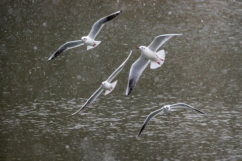 Lachmöwen-Flug durch den Schneefall | &copy; Daniel Karmann