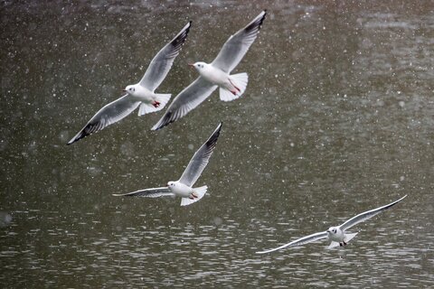 Lachmöwen-Flug durch den Schneefall | &copy; Daniel Karmann