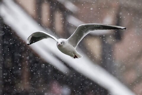 Lachmöwe im Flug | &copy; Daniel Karmann