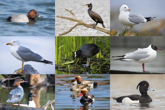 Wer ist eine Möwe? | &copy; naturhoch3