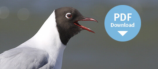 Download Vogelstimmen | © Annebe - stock.adobe.com Download Vogelstimmen | © Annebe - stock.adobe.com